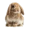 🐰 Эмодзи «❤ Набор эмоджи с милыми вещичками» для Telegram