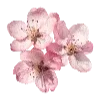 🌸 Эмодзи «❤ Набор эмоджи с милыми вещичками» для Telegram