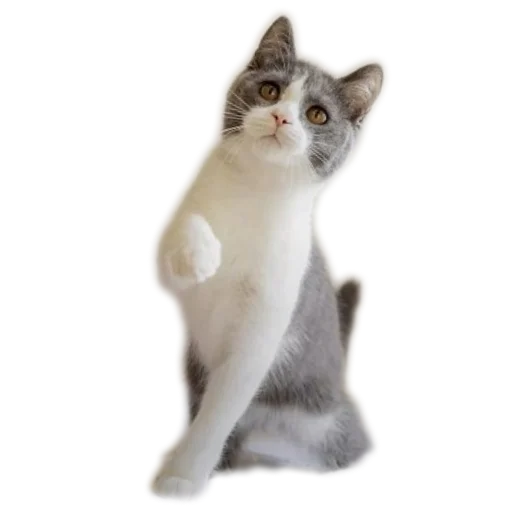 ✋ Стикер «Приветы» для Telegram