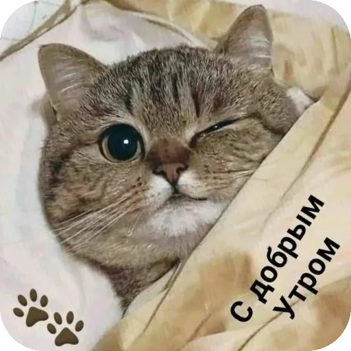 🐱 Стикер «Приветы» для Telegram
