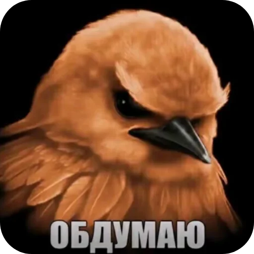 🐦 Стикер «Вряд-ли птица» для Telegram