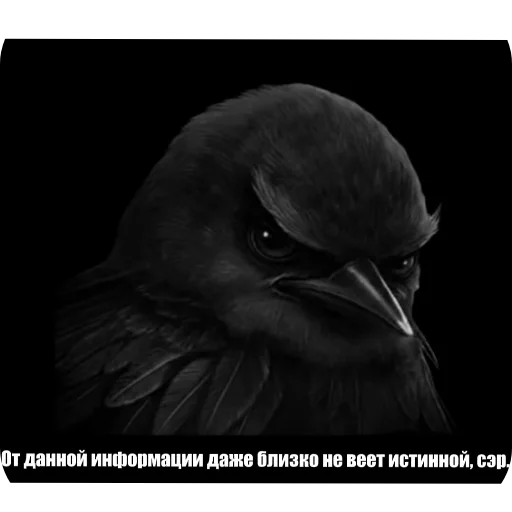 🐦 Стикер «Вряд-ли птица» для Telegram