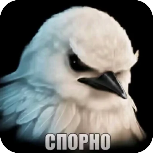 🐦 Стикер «Вряд-ли птица» для Telegram