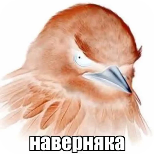 🤲 Стикер «Вряд-ли птица» для Telegram