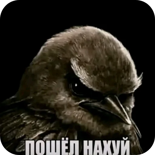 🐦 Стикер «Вряд-ли птица» для Telegram