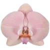 🌟 Эмодзи «୭ 𝐩𝐮𝐞𝐛𝐥𝐨» для Telegram