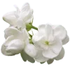 🌟 Эмодзи «୭ 𝐩𝐮𝐞𝐛𝐥𝐨» для Telegram