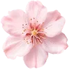 🌟 Эмодзи «୭ 𝐩𝐮𝐞𝐛𝐥𝐨» для Telegram