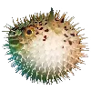 🐡 Эмодзи «😀 Puffer Emoji» для Telegram
