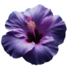 🤩 Эмодзи «Purple» для Telegram