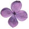 🤩 Эмодзи «Purple» для Telegram