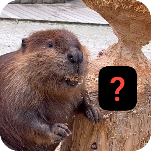 🌳 Стикер «Qzu» для Telegram