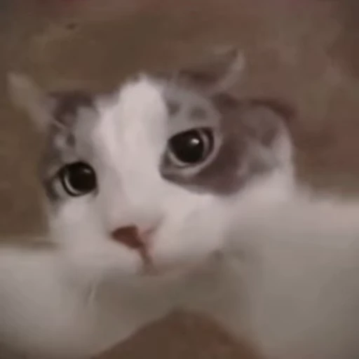 💋 Стикер «Qzu» для Telegram