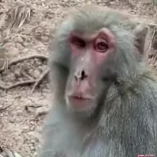 🐒 Стикер «Qzu» для Telegram