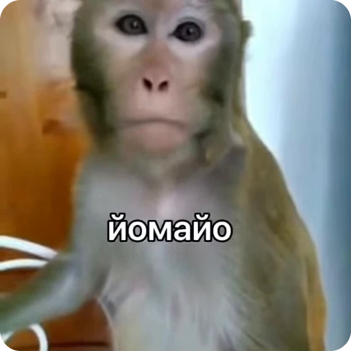 😱 Стикер «Qzu» для Telegram