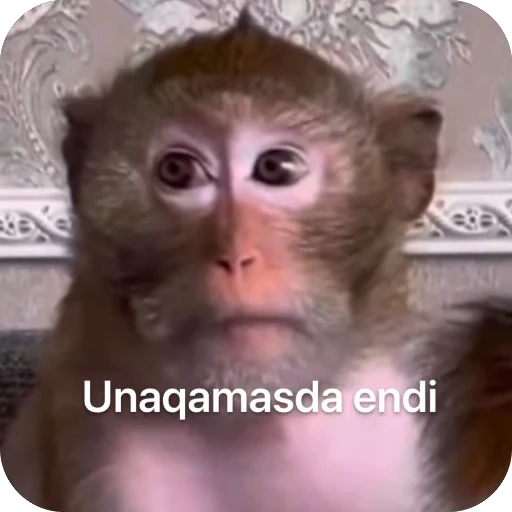 😢 Стикер «Qzu» для Telegram