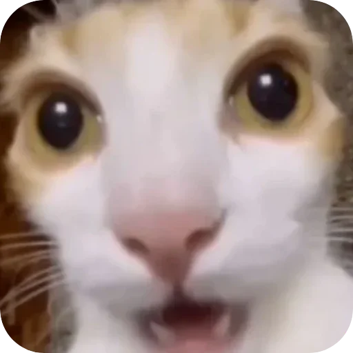 🐱 Стикер «Qzu» для Telegram