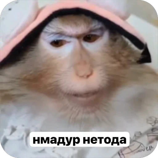 🤔 Стикер «Qzu» для Telegram
