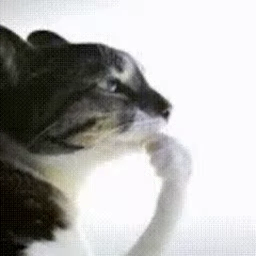 😺 Стикер «Qzu» для Telegram