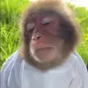 🙈 Эмодзи «Monkeys #animals #cute #memes» для Telegram