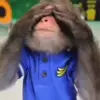 🙈 Эмодзи «Monkeys #animals #cute #memes» для Telegram