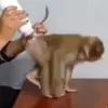 🙈 Эмодзи «Monkeys #animals #cute #memes» для Telegram