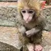 🙈 Эмодзи «Monkeys #animals #cute #memes» для Telegram