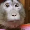 🙈 Эмодзи «Monkeys #animals #cute #memes» для Telegram