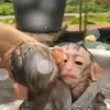 🙈 Эмодзи «Monkeys #animals #cute #memes» для Telegram