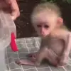 🙈 Эмодзи «Monkeys #animals #cute #memes» для Telegram