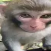 🙈 Эмодзи «Monkeys #animals #cute #memes» для Telegram