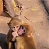 🙈 Эмодзи «Monkeys #animals #cute #memes» для Telegram