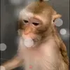 🙈 Эмодзи «Monkeys #animals #cute #memes» для Telegram