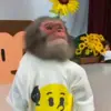 🙈 Эмодзи «Monkeys #animals #cute #memes» для Telegram