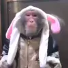🙈 Эмодзи «Monkeys #animals #cute #memes» для Telegram