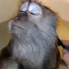 🙈 Эмодзи «Monkeys #animals #cute #memes» для Telegram