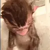 🙈 Эмодзи «Monkeys #animals #cute #memes» для Telegram
