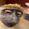 🙈 Эмодзи «Monkeys #animals #cute #memes» для Telegram