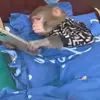 🙈 Эмодзи «Monkeys #animals #cute #memes» для Telegram