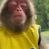 🙈 Эмодзи «Monkeys #animals #cute #memes» для Telegram