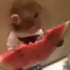🙈 Эмодзи «Monkeys #animals #cute #memes» для Telegram