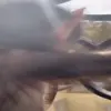 🙈 Эмодзи «Monkeys #animals #cute #memes» для Telegram