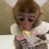 🙈 Эмодзи «Monkeys #animals #cute #memes» для Telegram