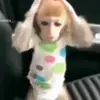 🙈 Эмодзи «Monkeys #animals #cute #memes» для Telegram