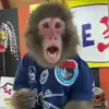 🙈 Эмодзи «Monkeys #animals #cute #memes» для Telegram