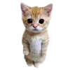 🐈 Эмодзи «RV pack» для Telegram