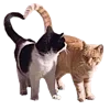 🐈 Эмодзи «RV pack» для Telegram