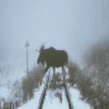 🫎 Эмодзи «» для Telegram