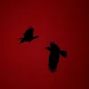 🕊 Эмодзи «» для Telegram
