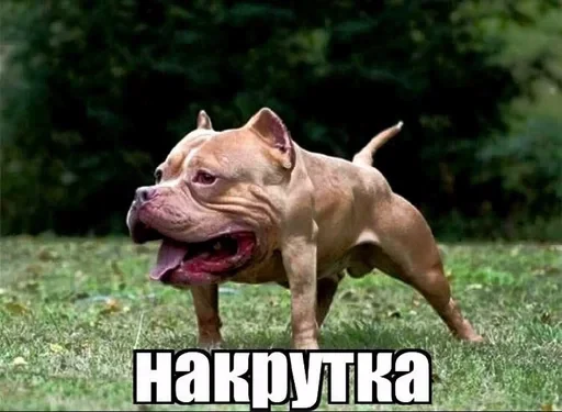 🌟 Стикер «Random 3 ,» для Telegram